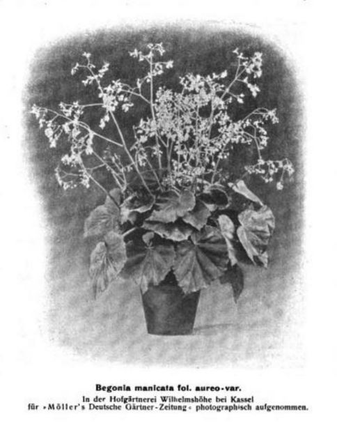 B. ‘Manicata v. Foliis Aureis’